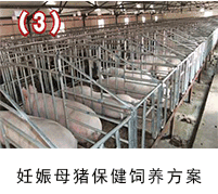 妊娠母豬保健——135保健養(yǎng)豬技術應用方案